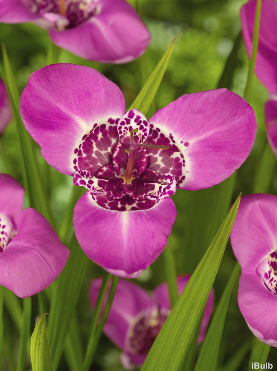 Тигридия Альба грандифлора