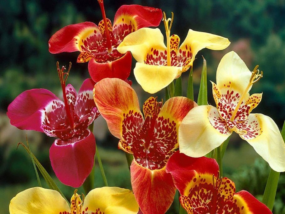 Тигридия Павлинья Йеллоу