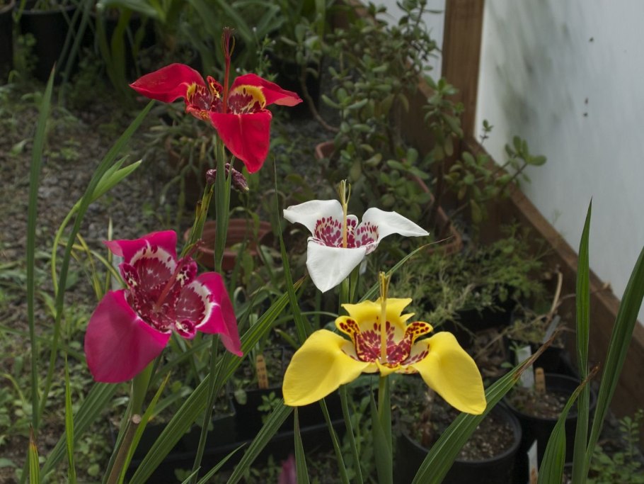 Тигридия Ауера