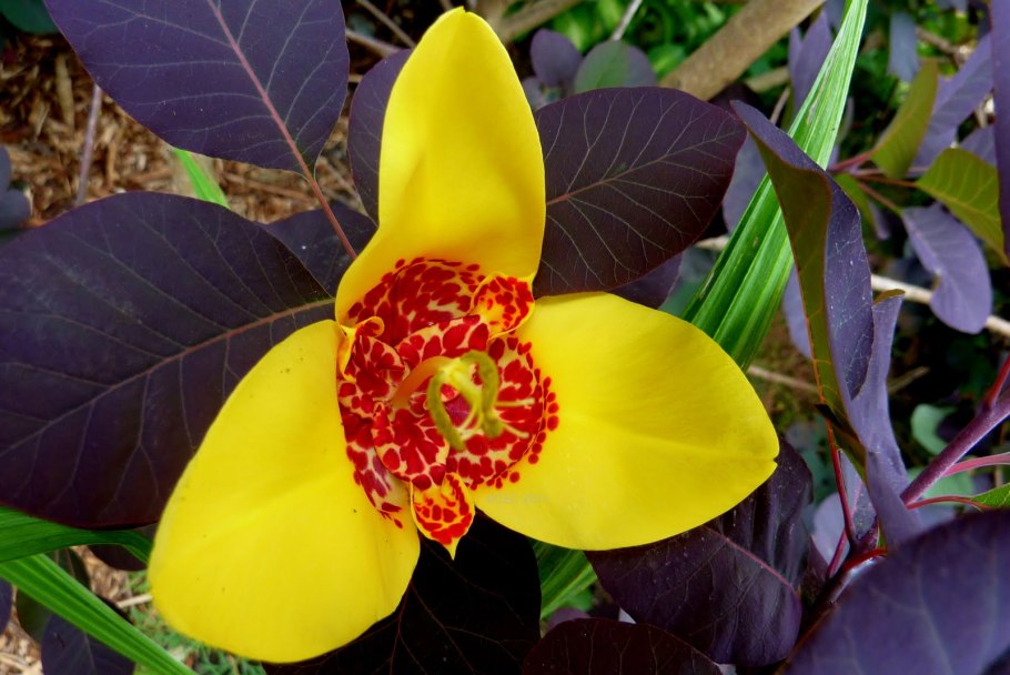 Тигридия Лиласея