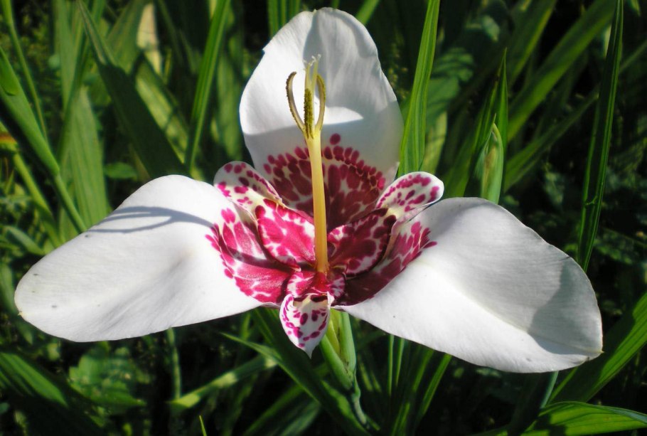 Тигридия Феррария