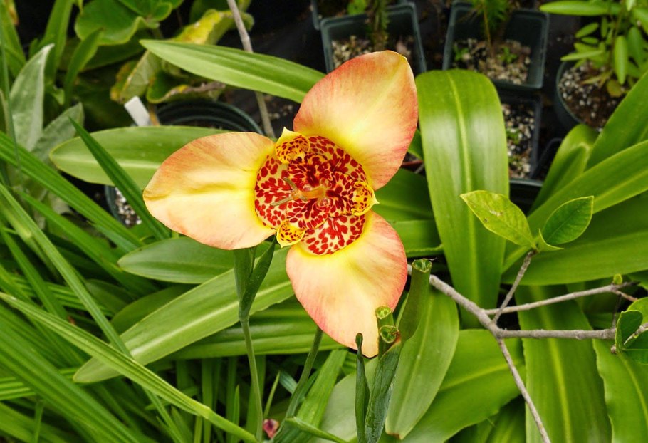 Тигридия павония