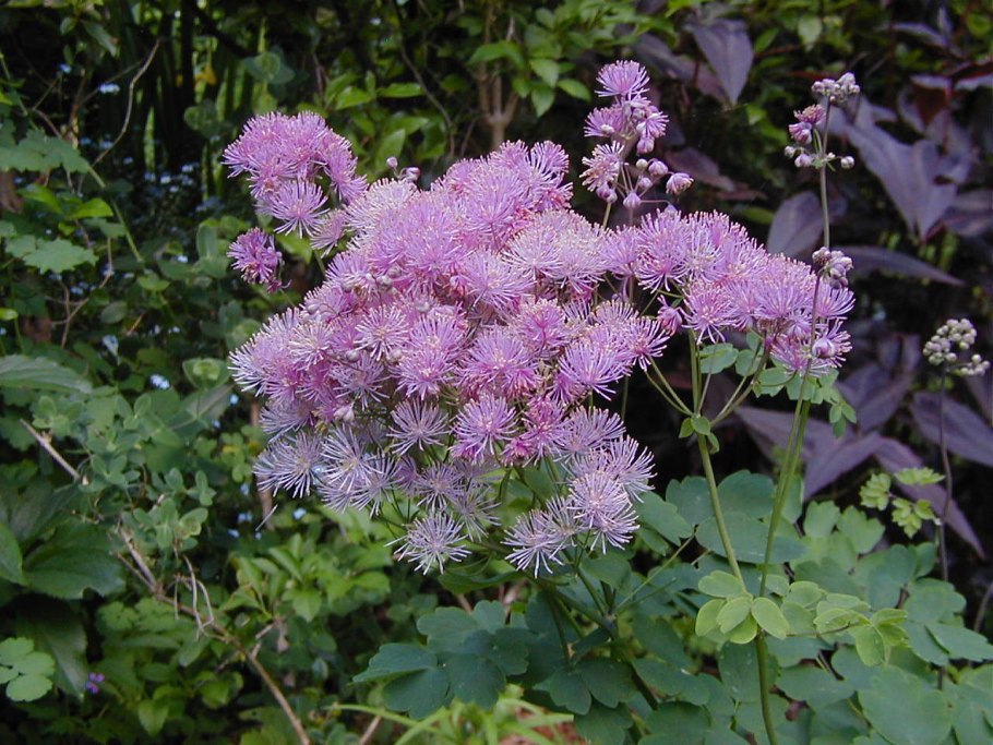 Василистник светлый (Thalictrum lucidum)