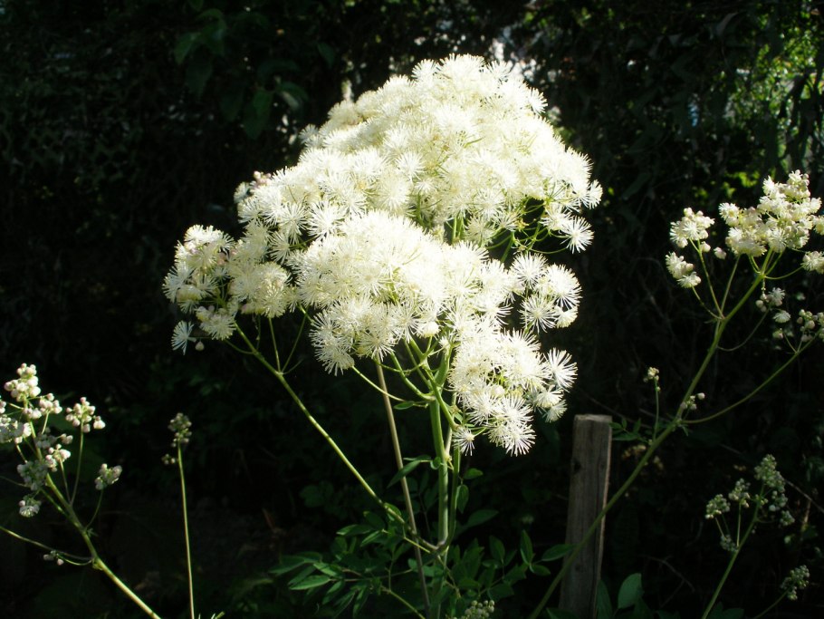 Василистник Thalictrum flavum glaucum