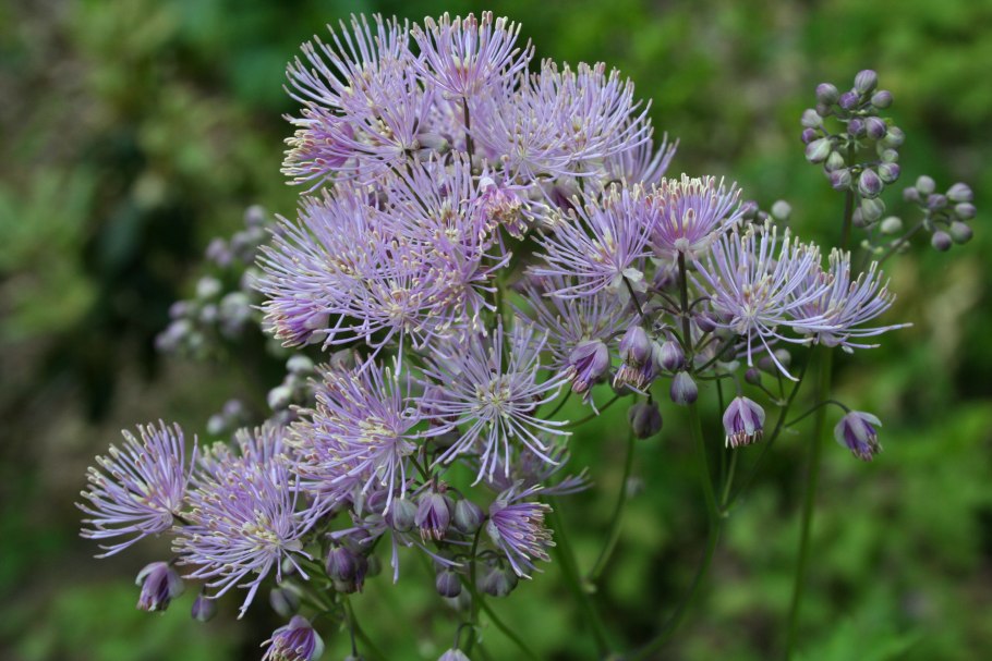 Василистник Thalictrum flavum glaucum