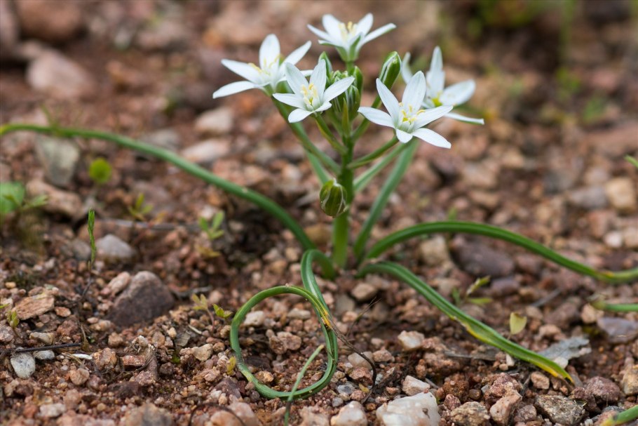Птицемлечник зонтичный