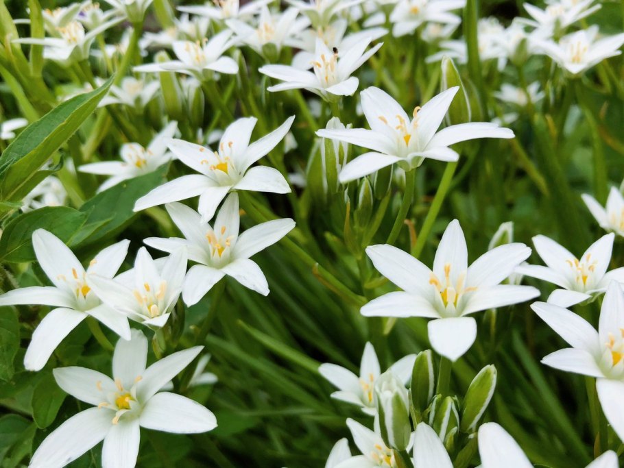 Птицемлечник Пиренейский