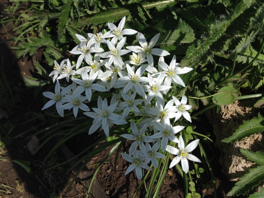 Ornithogalum fischerianum