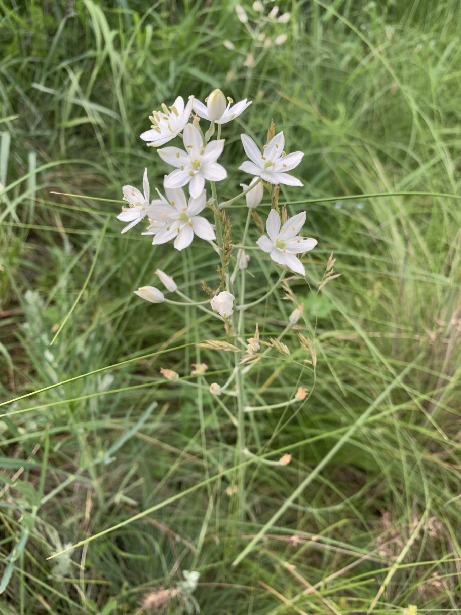Птицемлечник Фишера белый колосовидный
