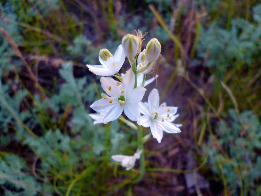 Птицемлечник Пиренейский