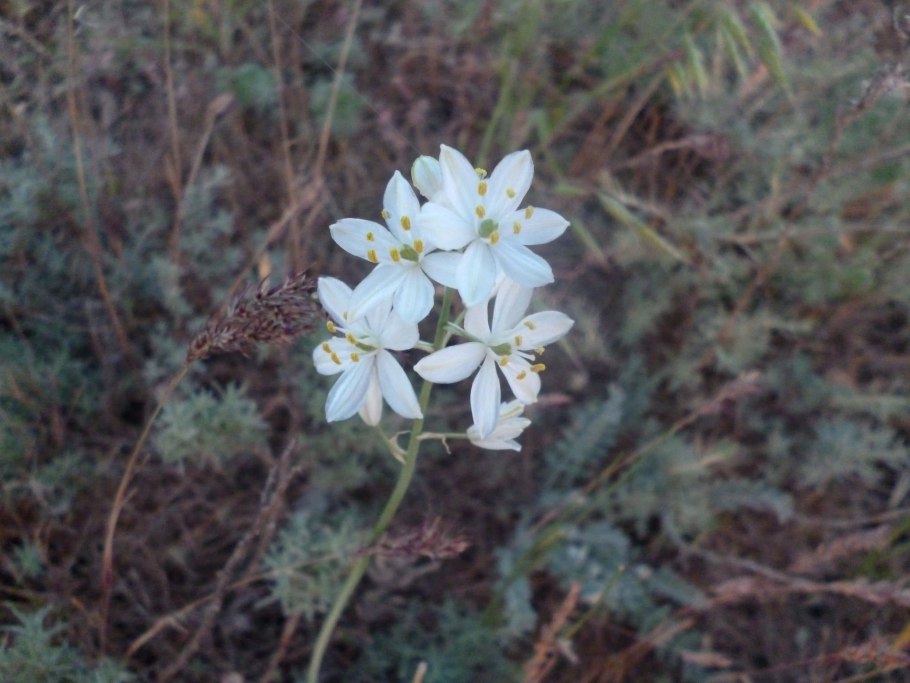 Птицемлечник Фишера белый колосовидный