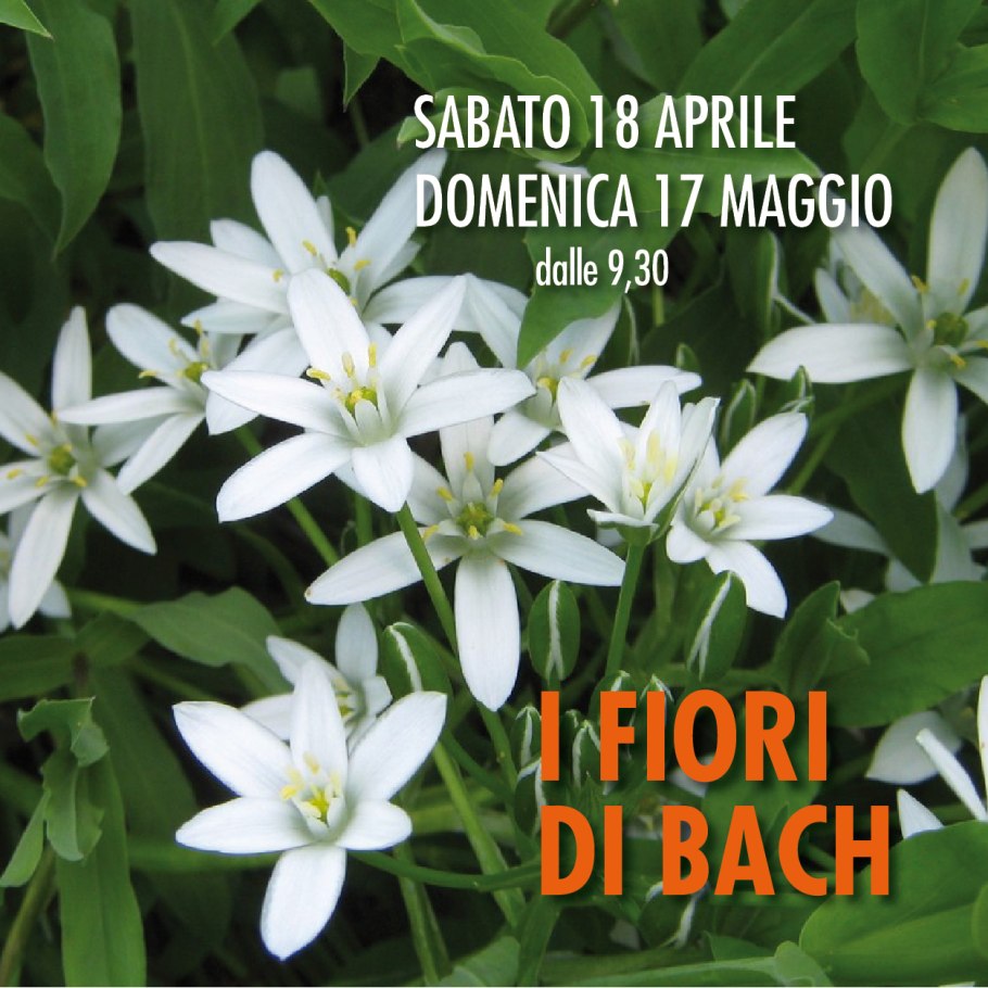 Ornithogalum umbellatum