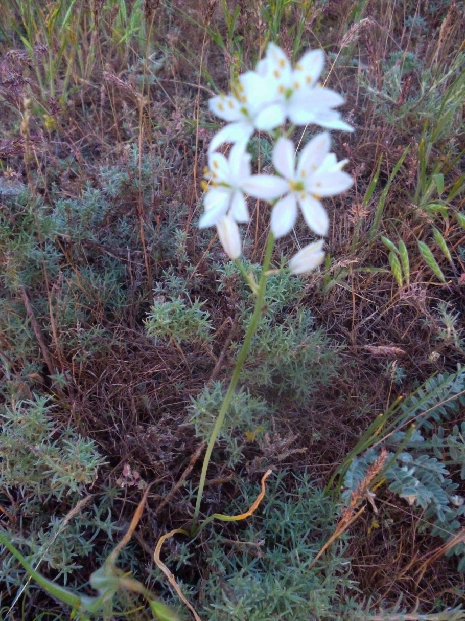 Птицемлечник понтийский