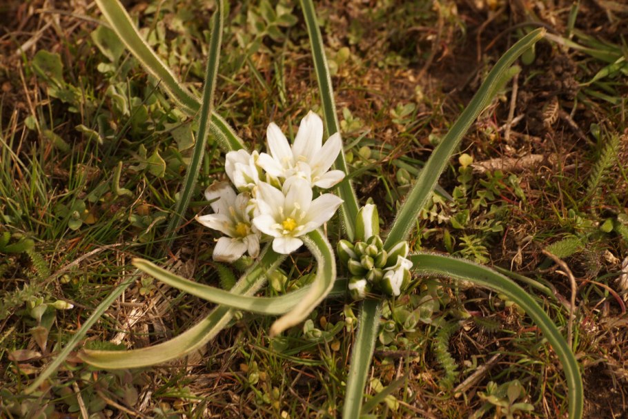 Птицемлечник (Ornithogalum) Буше