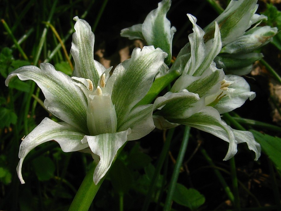 Птицемлечник поникший