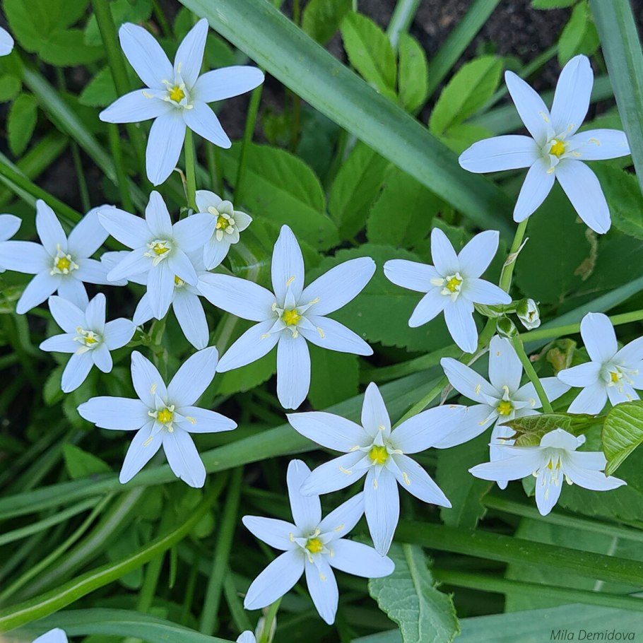 Птицемлечник Пиренейский