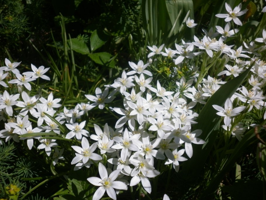 Птицемлечник Шмальгаузена