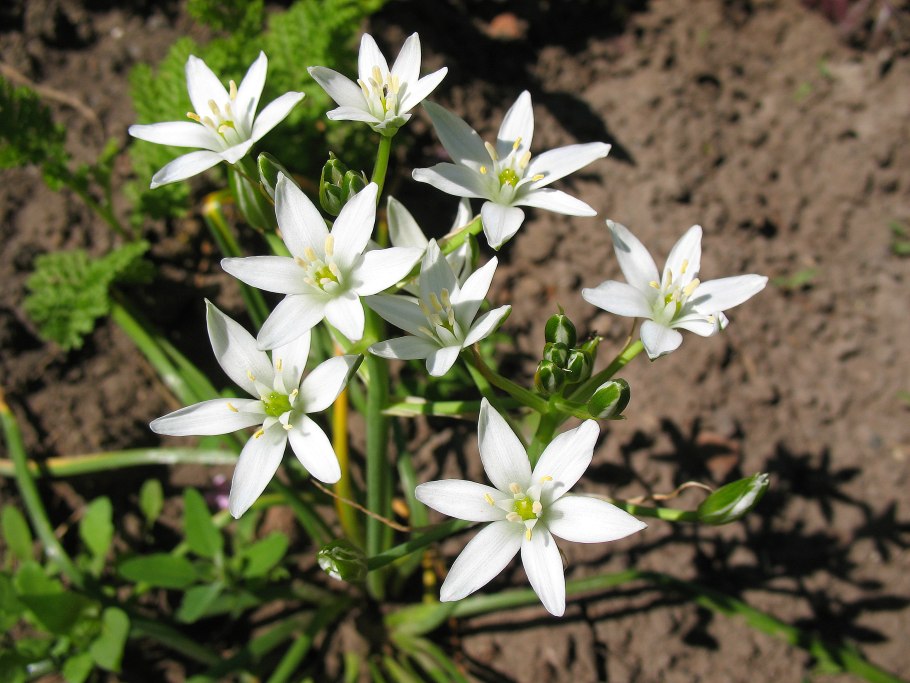 Луковицы птицемлечника (Ornithogalum)