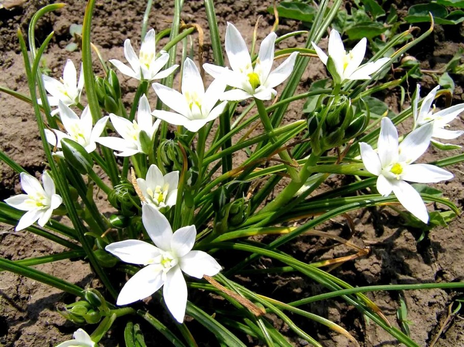 Луковичные многолетники птицемлечник