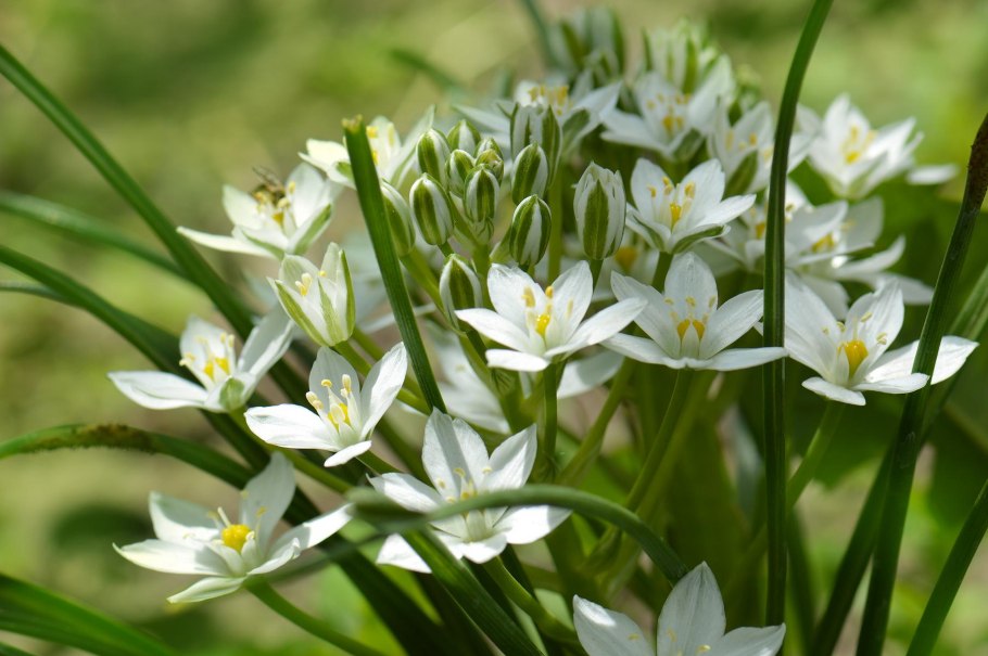 Ornithogalum umbellatum