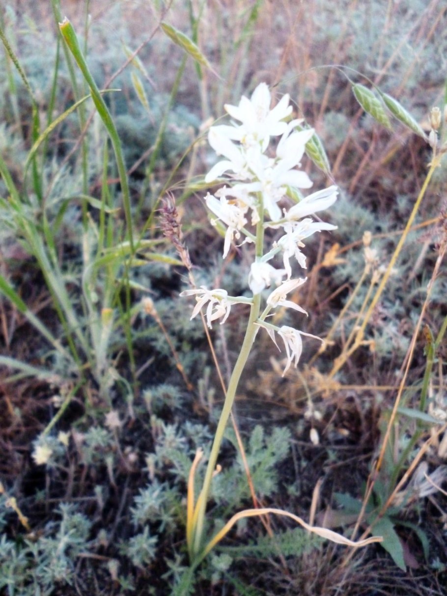 Ornithogalum balansae