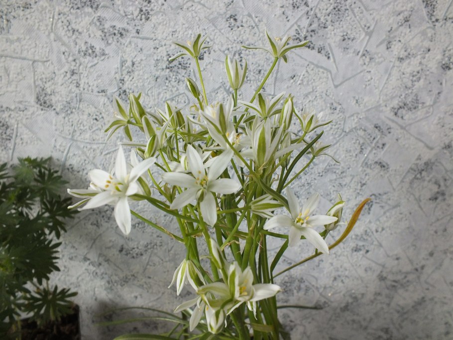 Птицемлечник альба