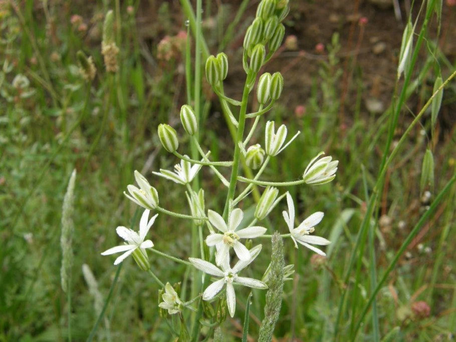Птицемлечник (Ornithogalum) Буше