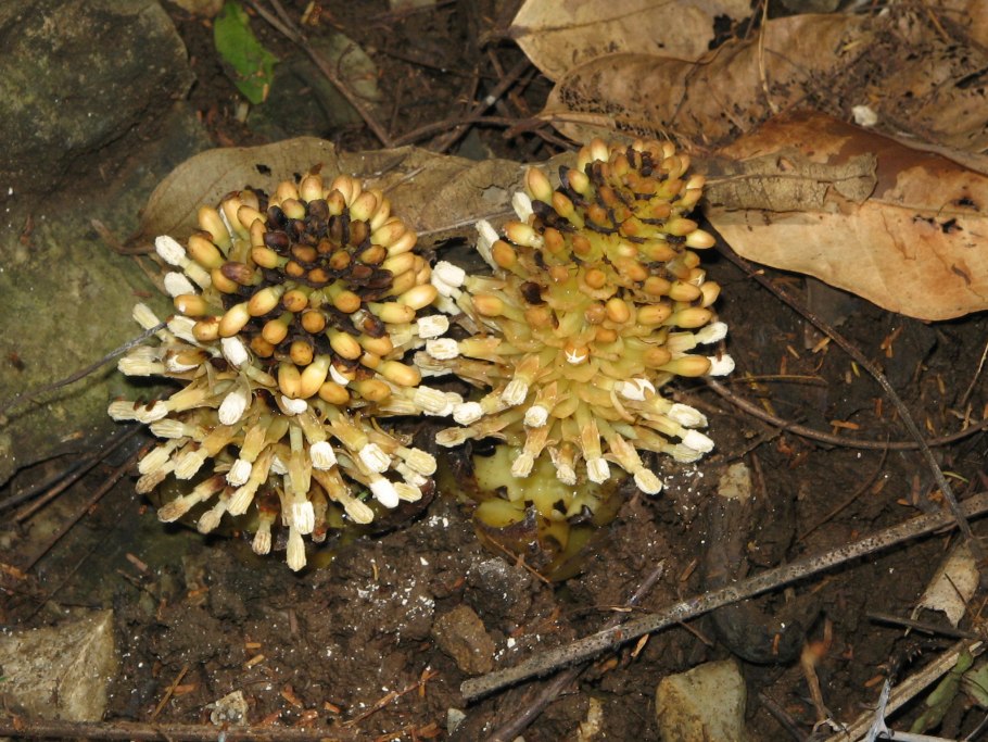 Balanophora Coralliformis