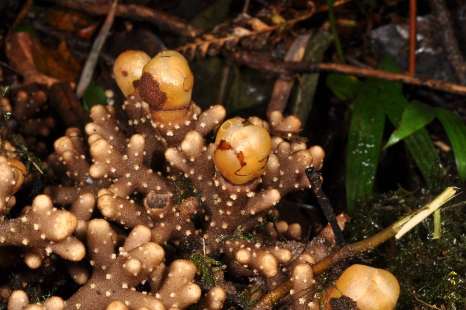 Balanophora Coralliformis