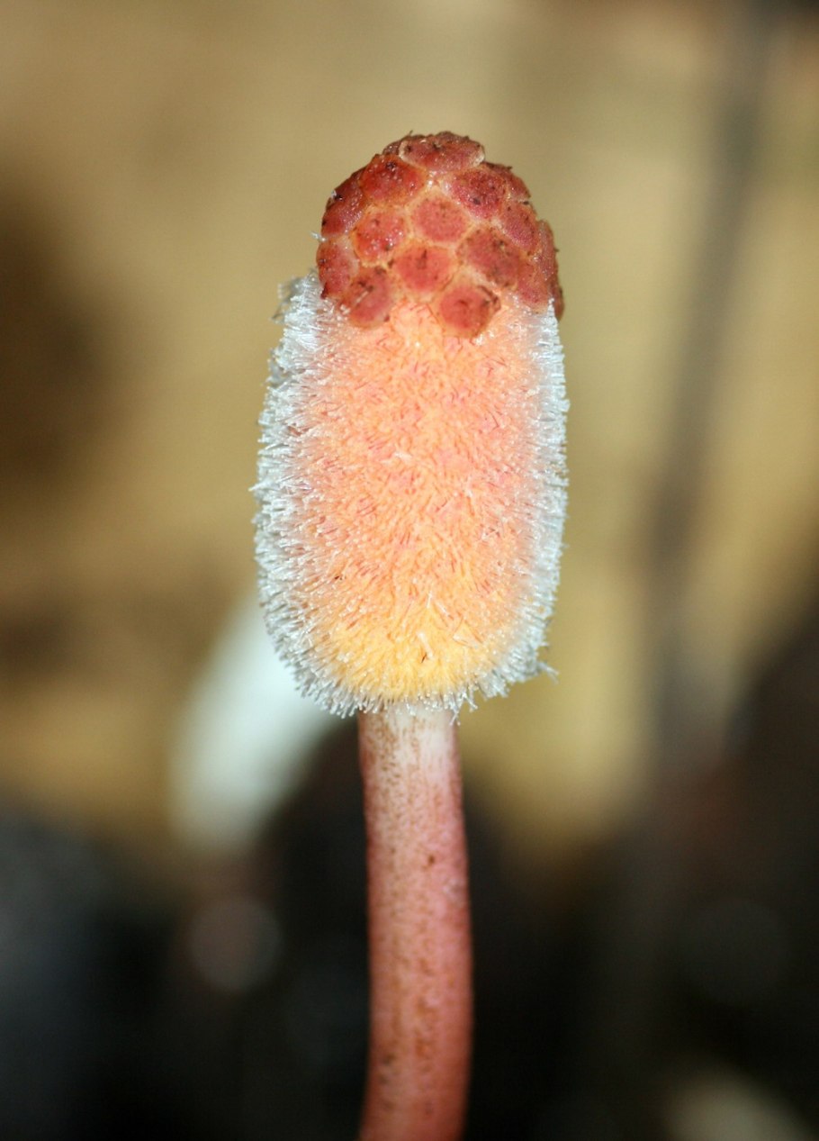 Dactylanthus taylorii