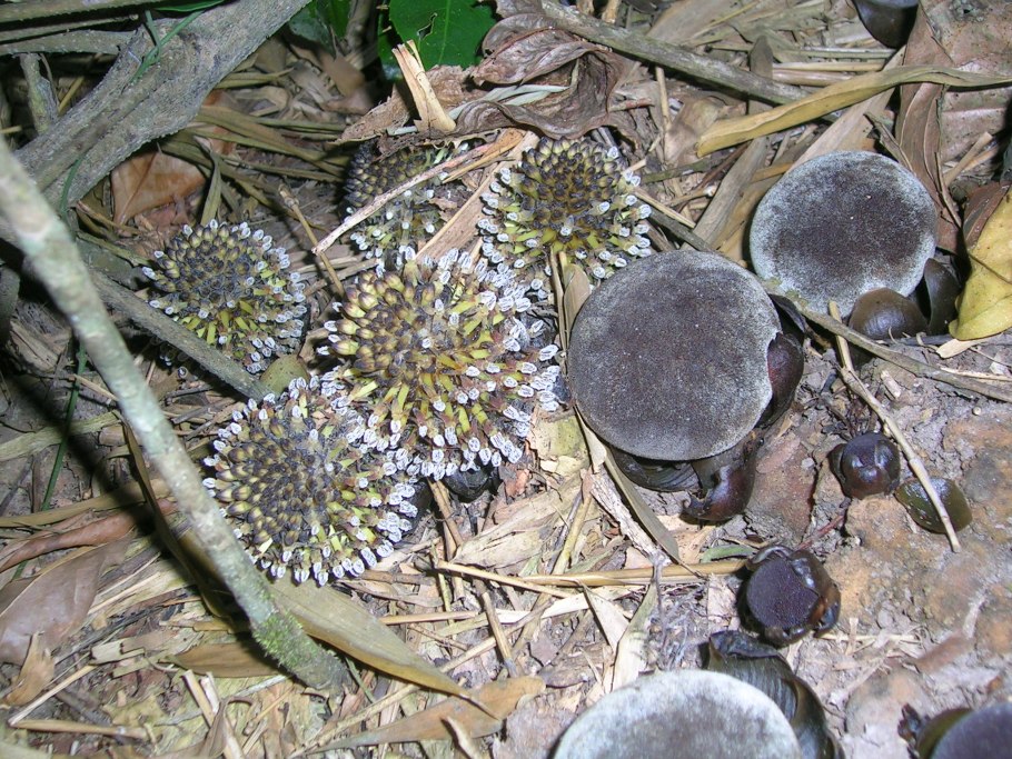 Balanophoraceae Thonningia