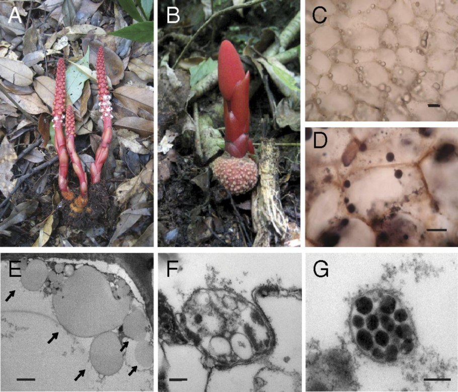 Живые организмы различные только под микроскопом