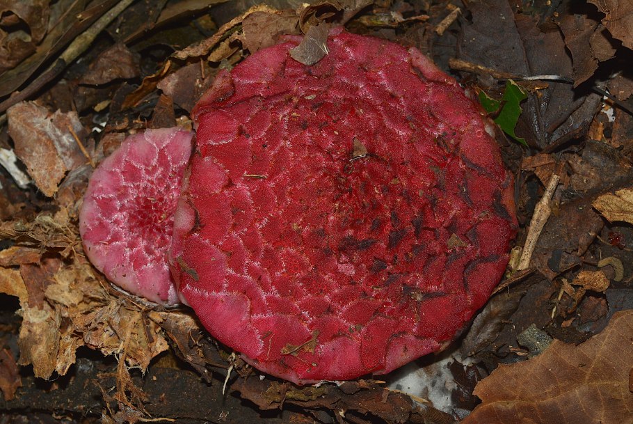 Scybalium fungiforme