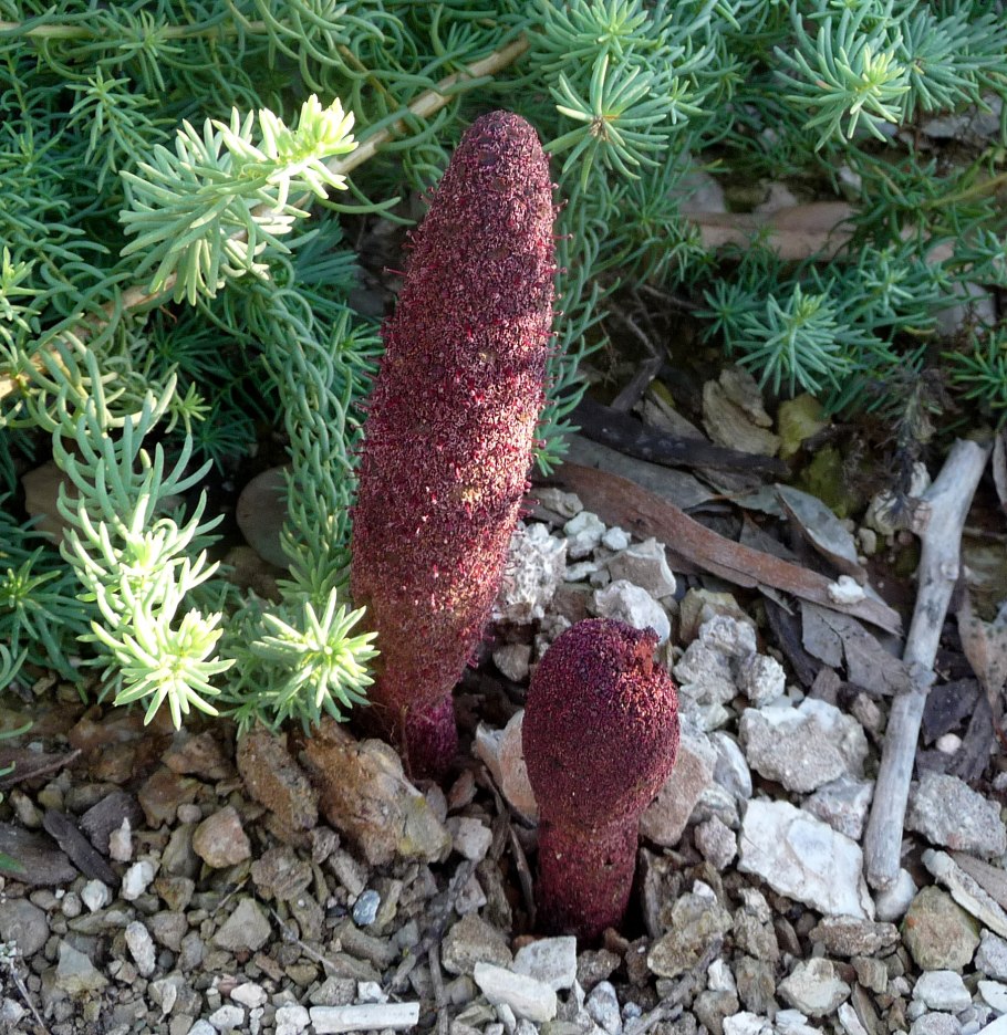 Циноморий джунгарский