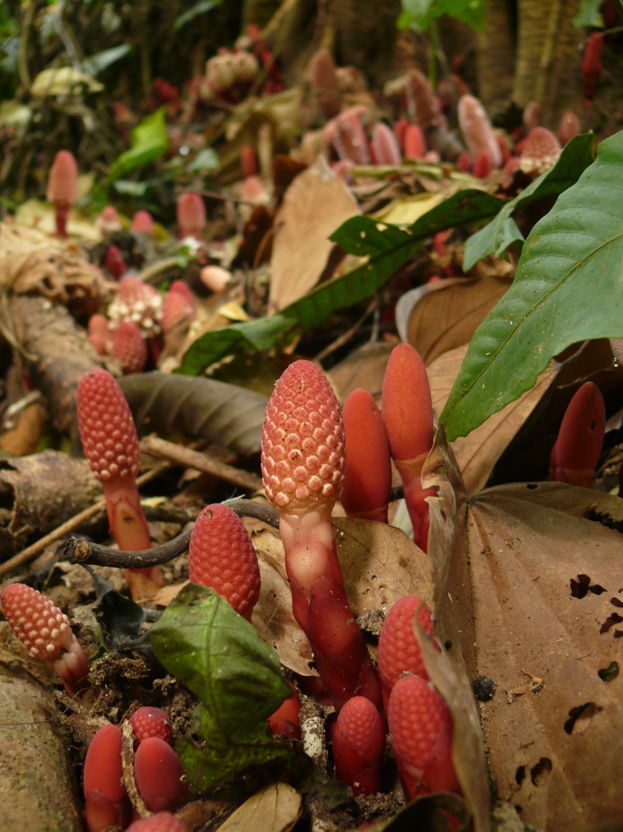 Balanophora laxiflora