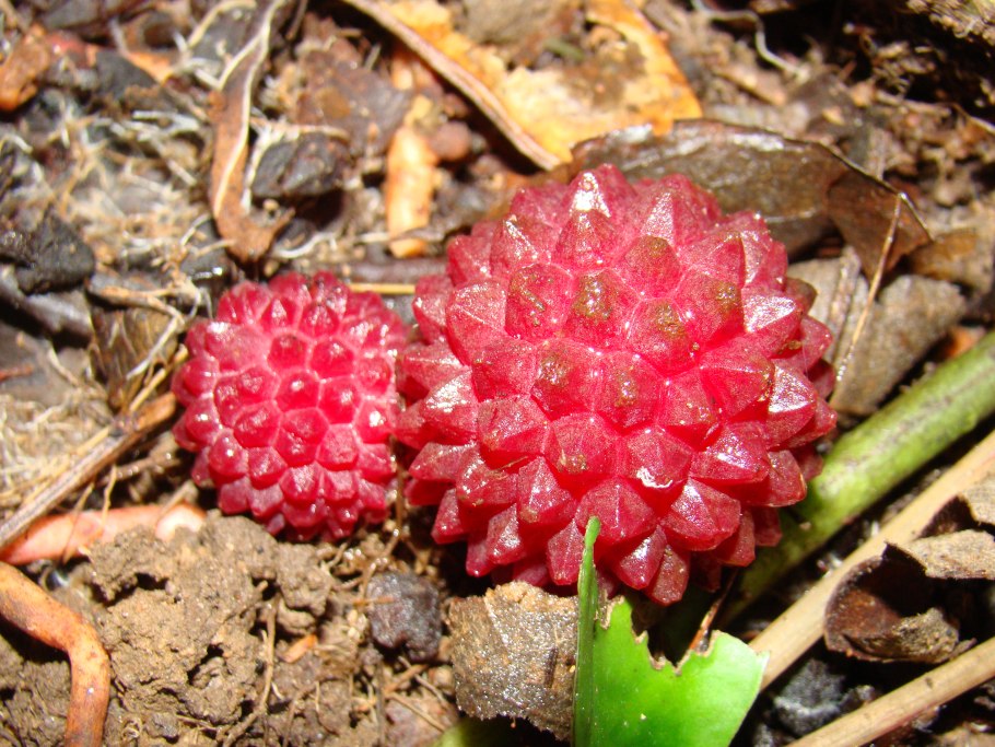 Баланофоровые растения