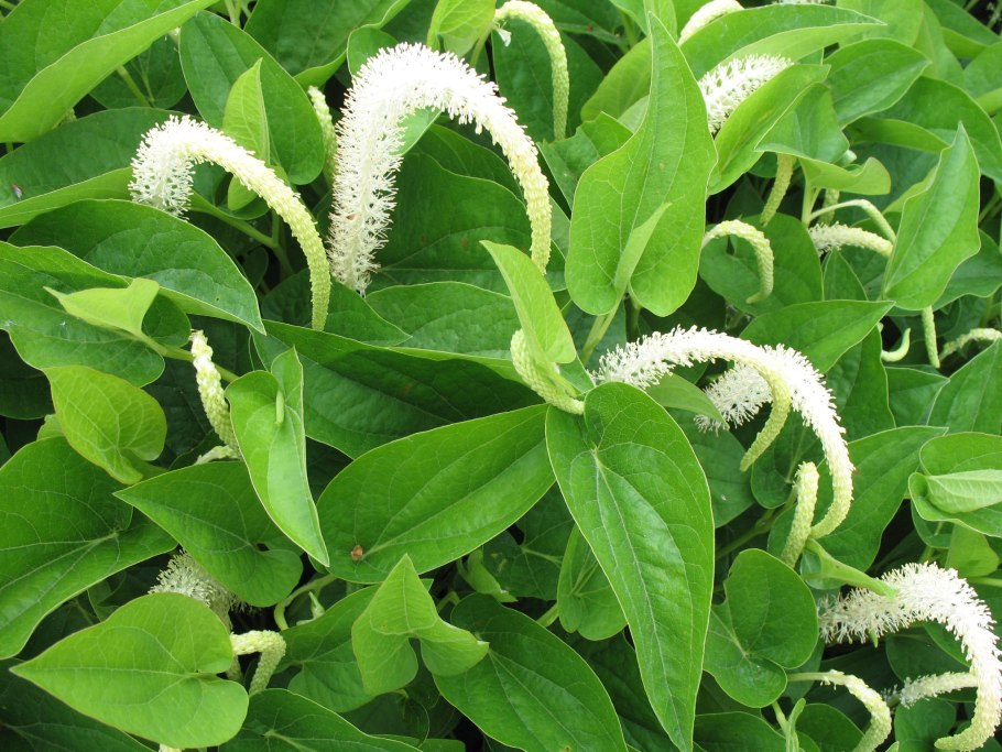 Marcgravia umbellata