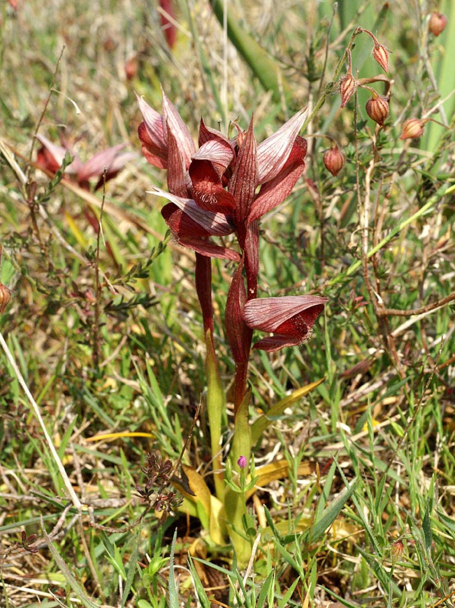 Серапиас сошниковый Serapias vomeracea