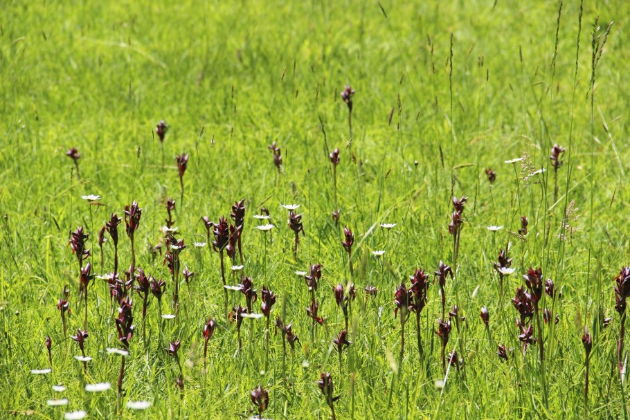 Серапиас мелкоцветковый