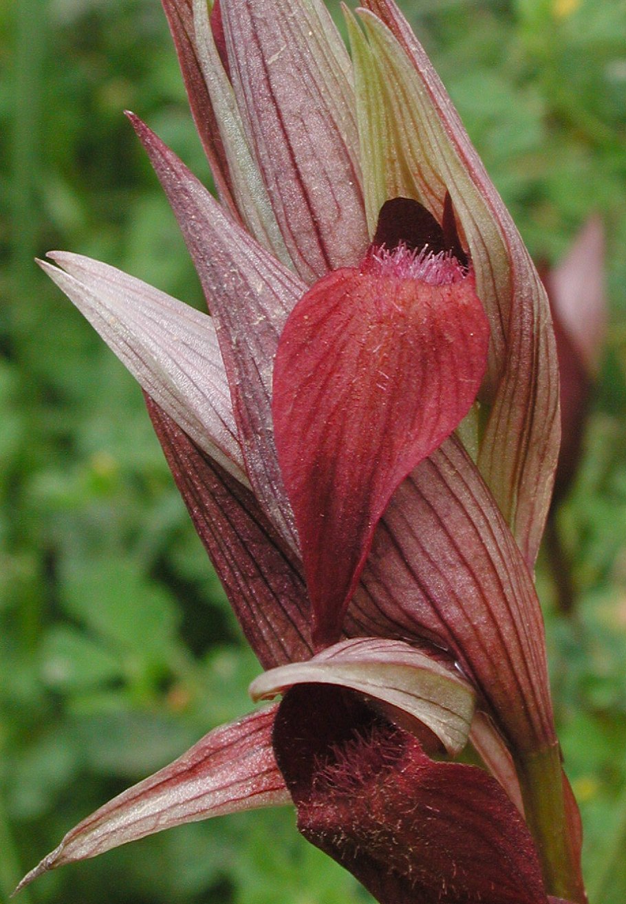 Серапиас мелкоцветковый