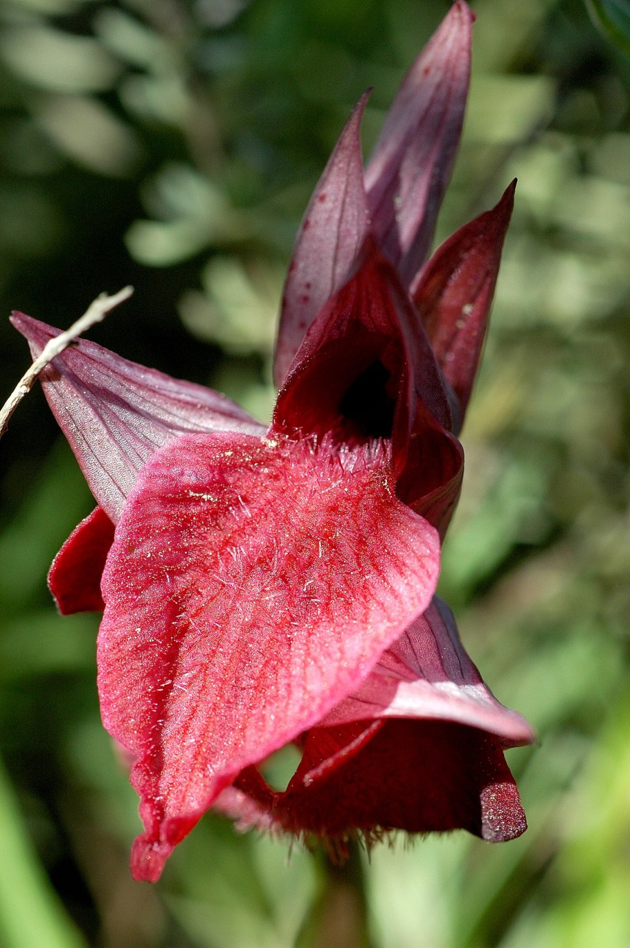 Майник Сибирский