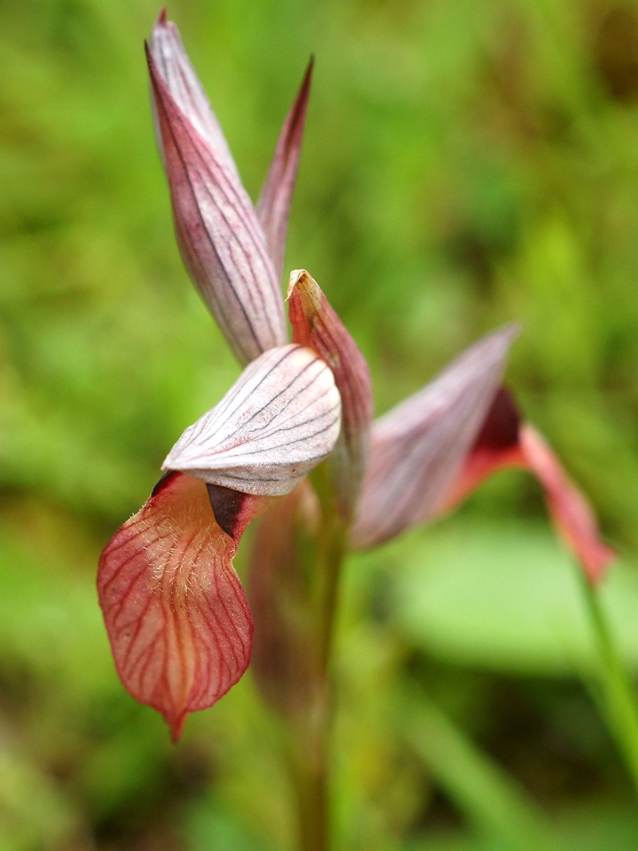 Tongue orchid
