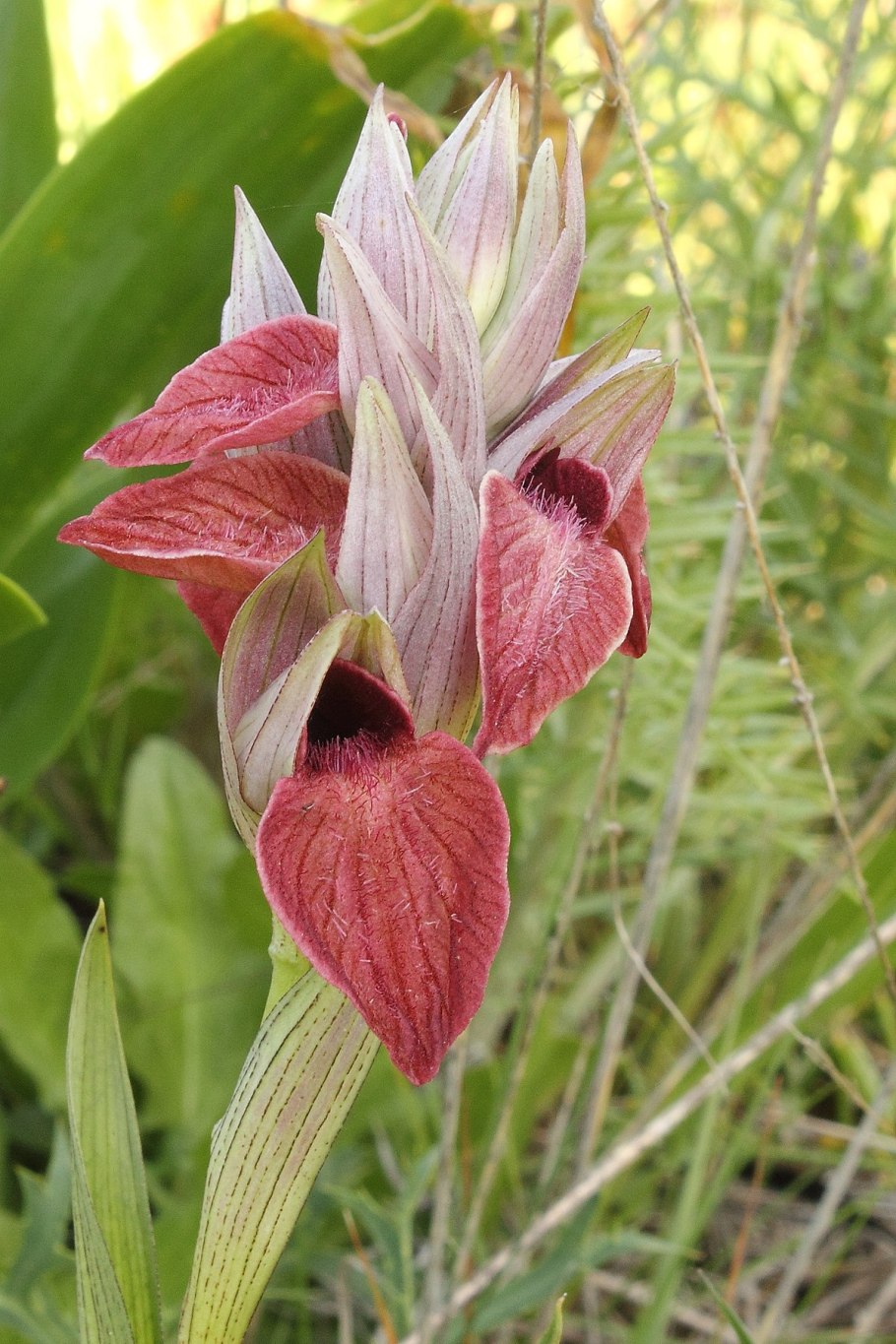 Орхидея Серапиас