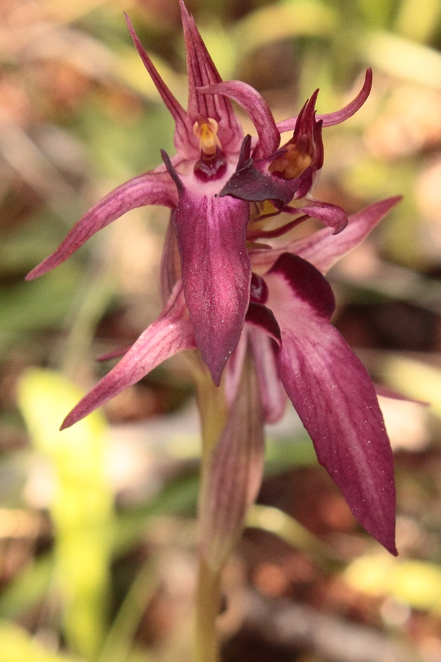 Serapias strictiflora