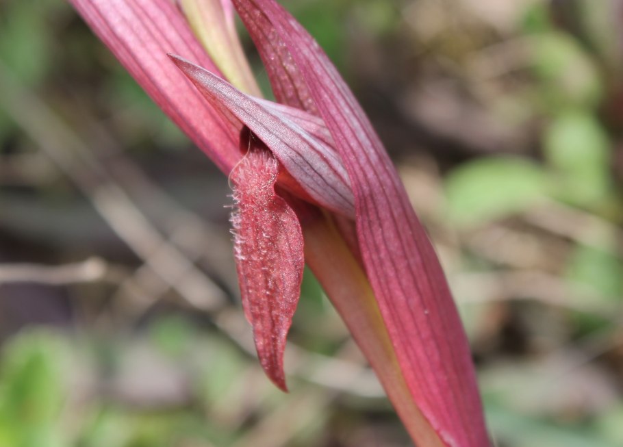 Серапиас сошниковый красная книга