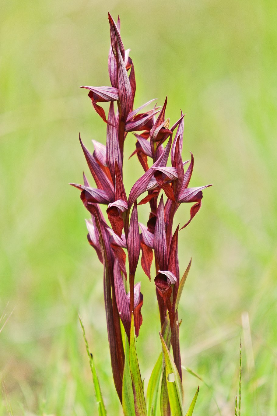 Серапиас сошниковый Serapias vomeracea