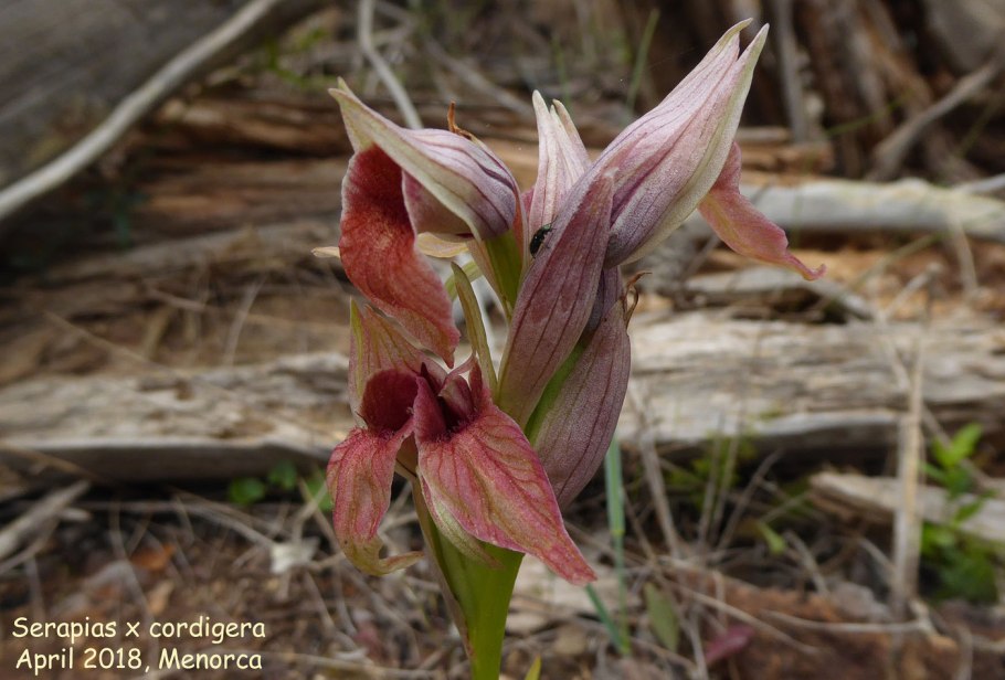 Любкин корень