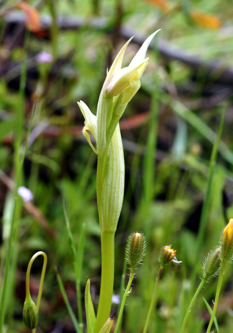 Koellensteinia graminea