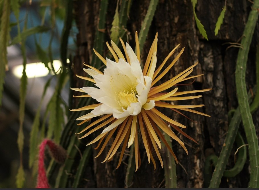 Селеницереус валидус