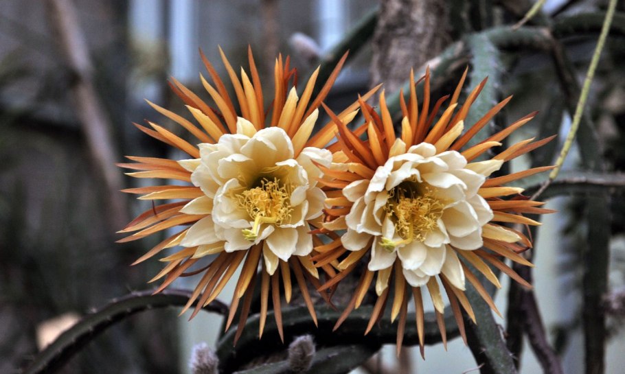 Кактус селеницереус